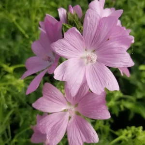 Malva moschata