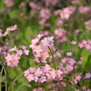 Myosotis sylvatica 'Rosylva'