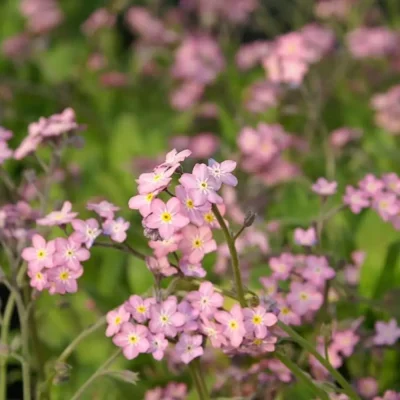 <em>Myosotis sylvatica</em> 'Rosylva'