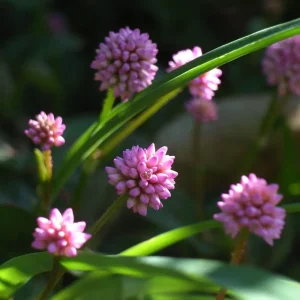 Persicaria capitata
