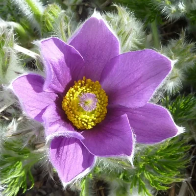 <em>Pulsatilla vulgaris</em>