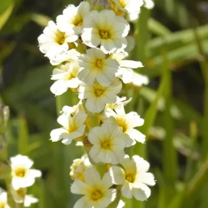 <em>Sisyrinchium striatum</em>