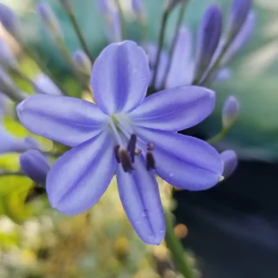 <em>Agapanthus</em> 'Gayle's Lilac'