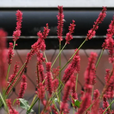 <em>Bistorta (Persicaria) amplexicaulis</em> 'Firetail'