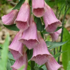 Digitalis x mertonensis