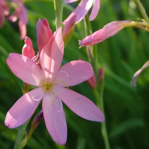 Hesperantha coccinea 'Mrs Heggarty'