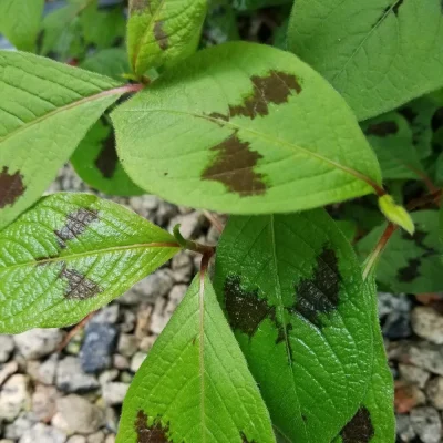 <em>Persicaria virginiana</em> var. <em>filiformis</em>