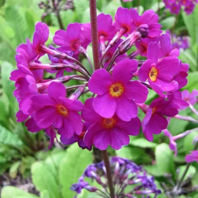 <em>Primula beesiana</em>