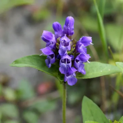 <em>Prunella grandiflora</em>