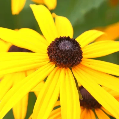 <em>Rudbeckia fulgida</em> 'Goldsturm'