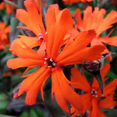 <em>Lychnis arkwrightii</em> 'Vesuvias' (3 x 9cm plants)