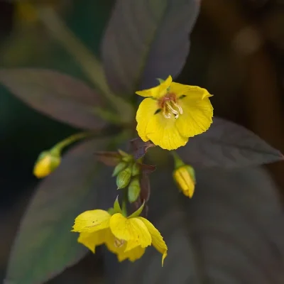 <em>Lysimachia ciliata</em> 'Firecracker'