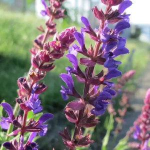 Salvia nemorosa