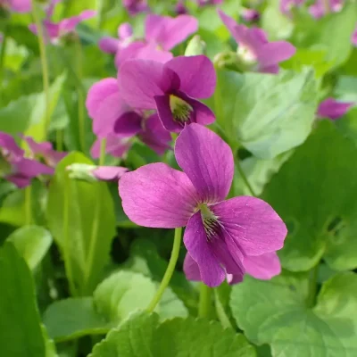 <em>Viola sororia</em> 'Rubra' (2 x 1-litre plants)