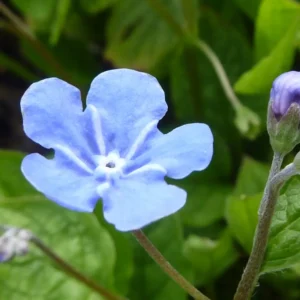 Omphalodes verna