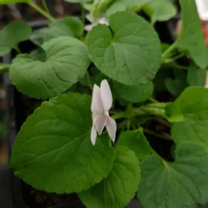 Viola odorata 'Cordelia'