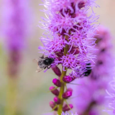 <em>Liatris spicata</em> (Blazing Star Plant)