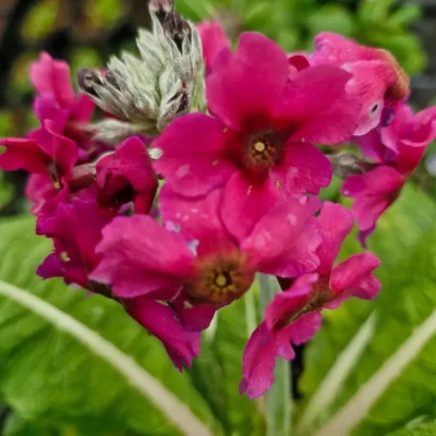 <em>Primula pulverulenta</em> (Candelabra Primrose)