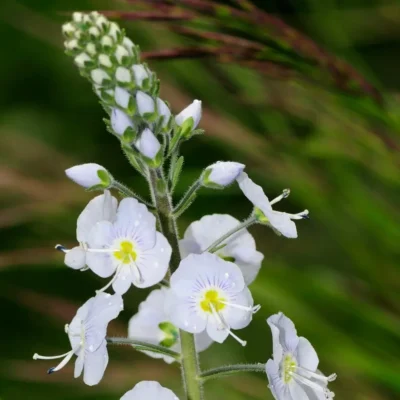<em>Veronica gentianoides</em> (Gentian Speedwell)