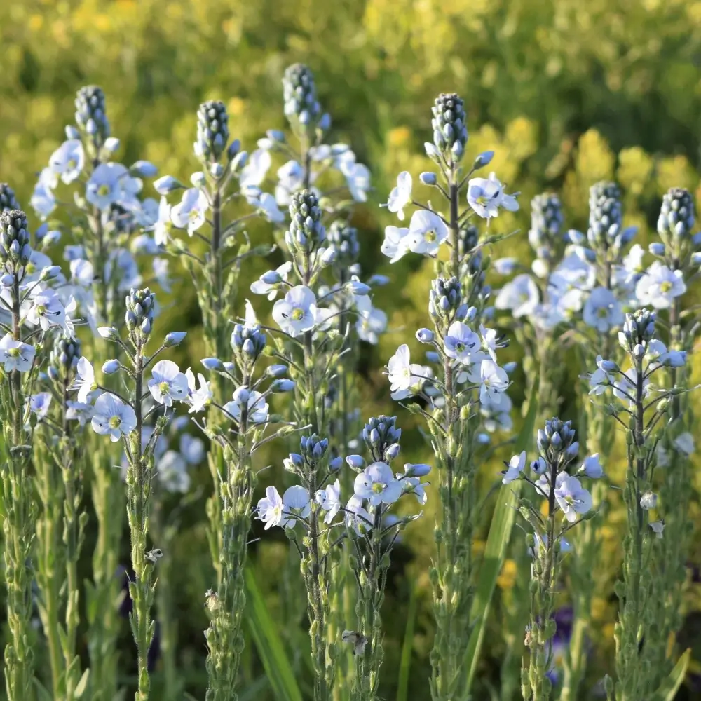 Veronica gentianoides