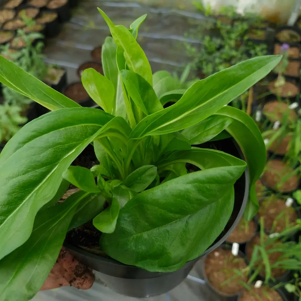 Veronica gentianoides, 2-litre container