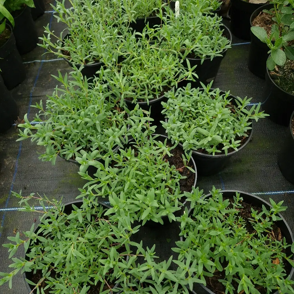 Gypsophilia repens, 2-litre containers