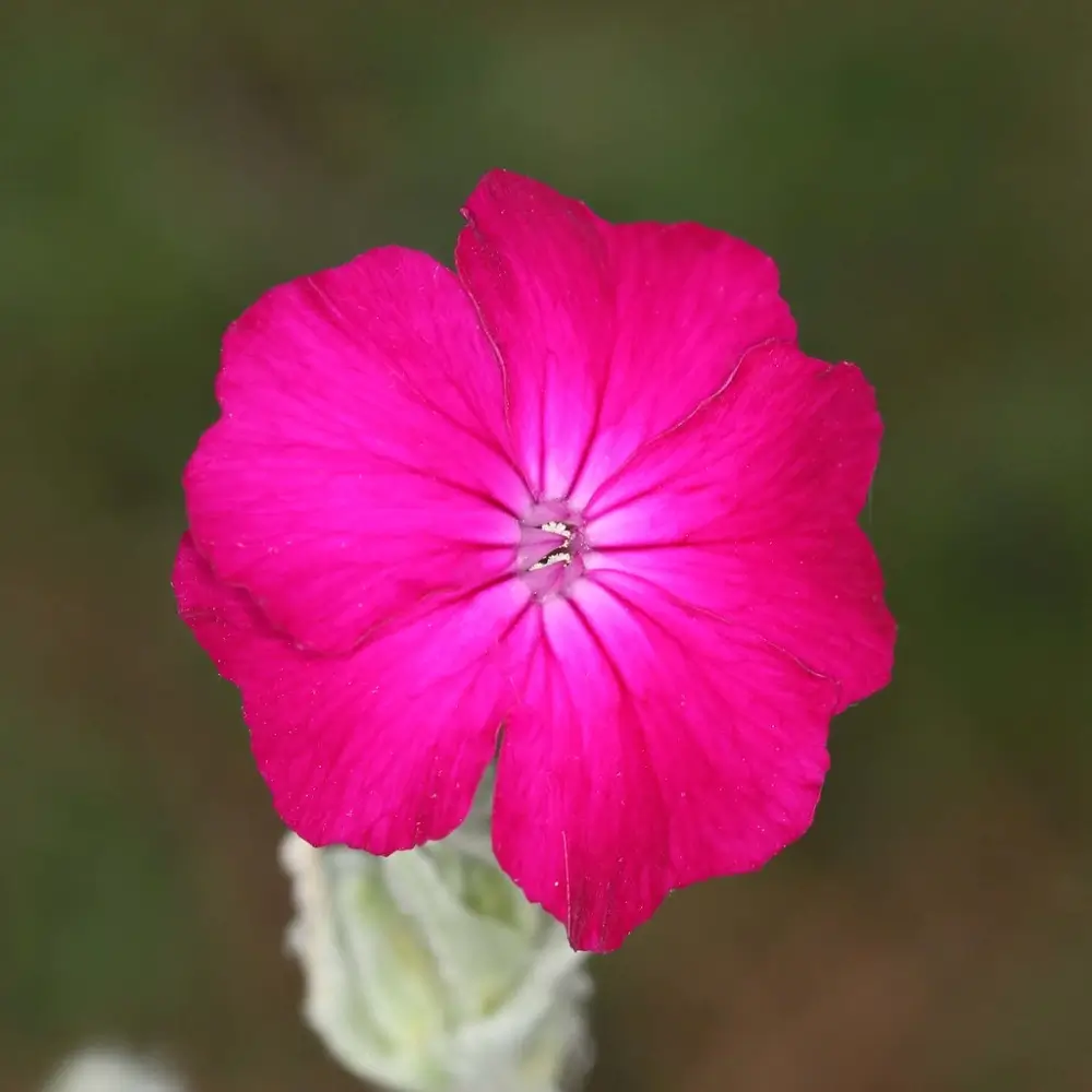 Silene coronaria