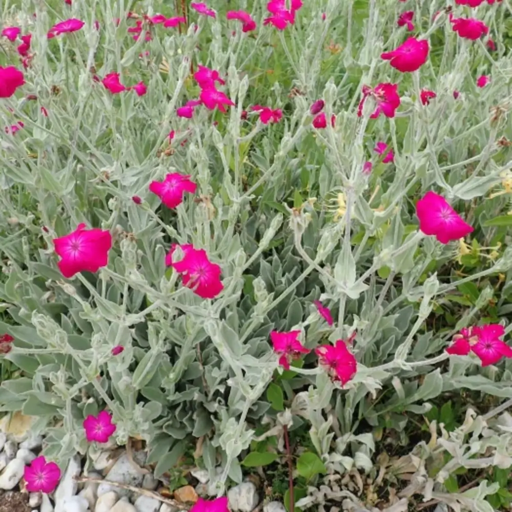 Silene coronaria