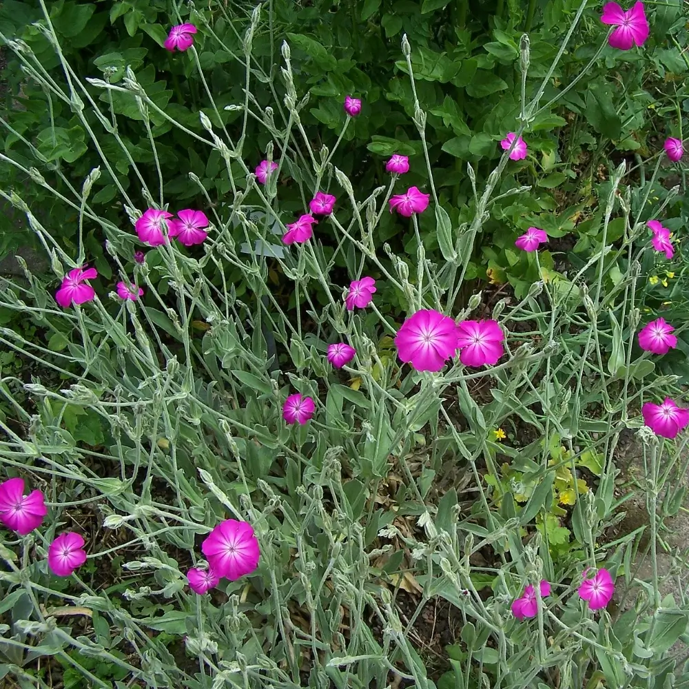 Silene coronaria