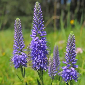 Veronica spicata