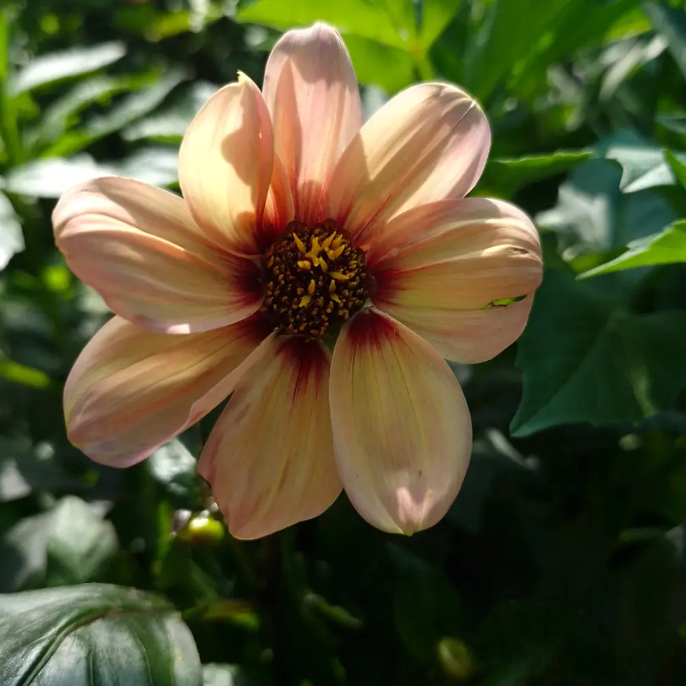 Dahlia 'Happy Single Kiss'