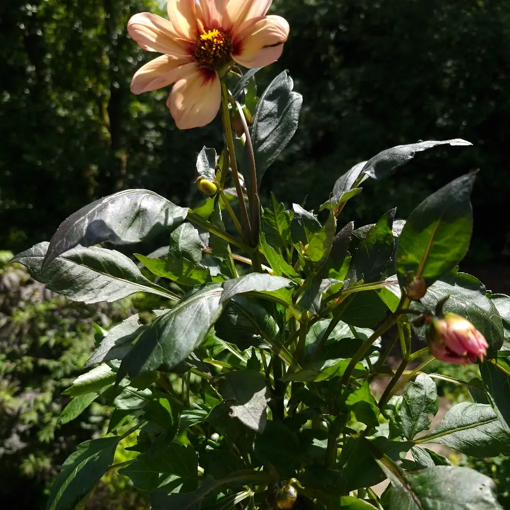 Dahlia 'Happy Single Kiss'