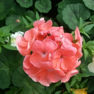 <em>Geranium</em> 'Horizon Deep Salmon' (Bedding Geranium, 3x9cm Plants)