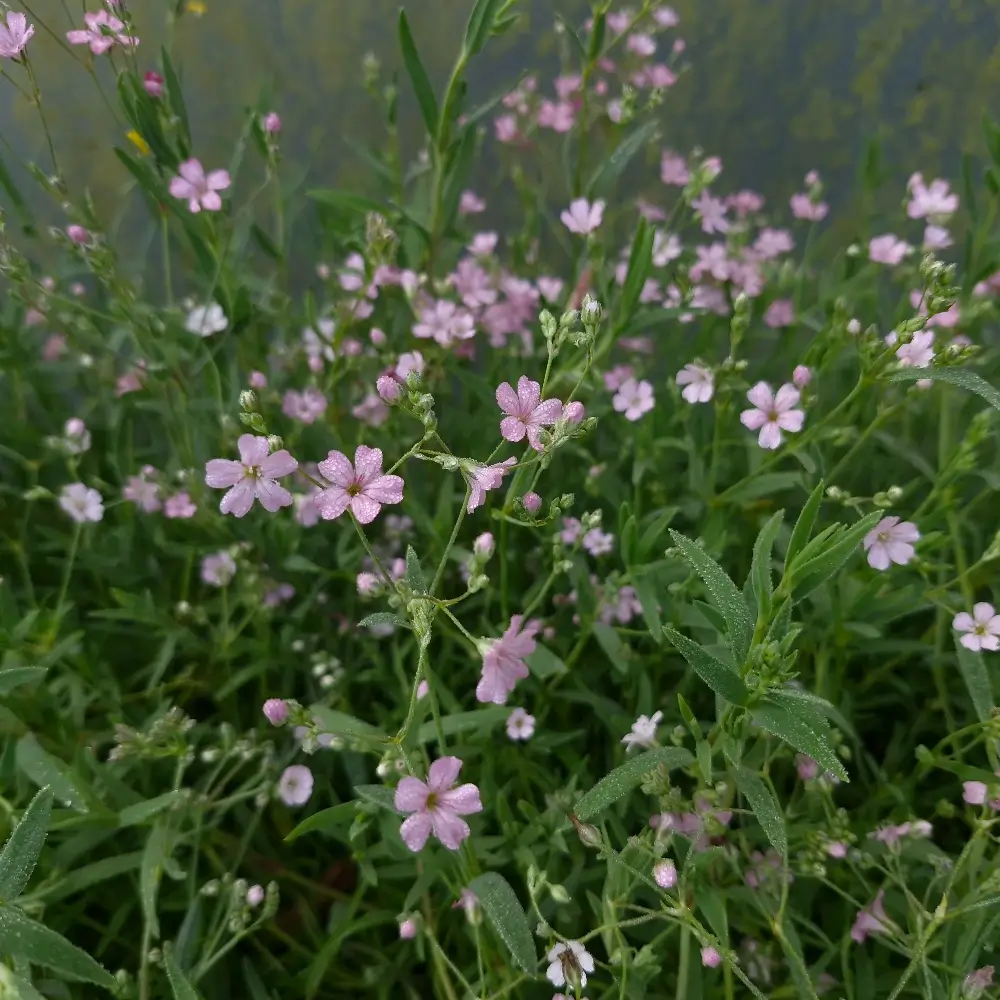 Gypsophilia repens