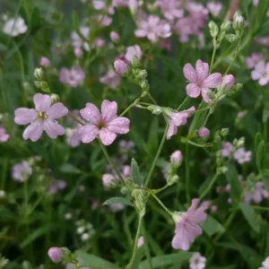 Gypsophilia repens