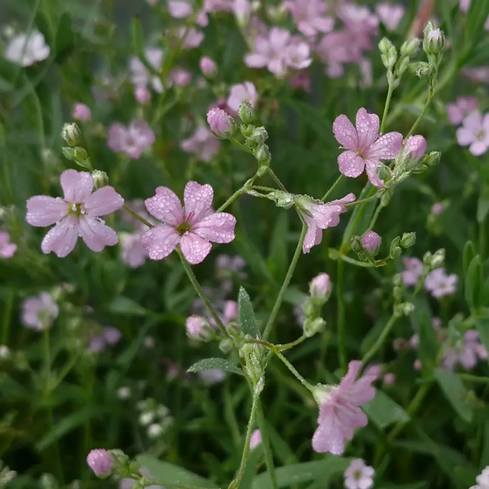 Gypsophilia repens