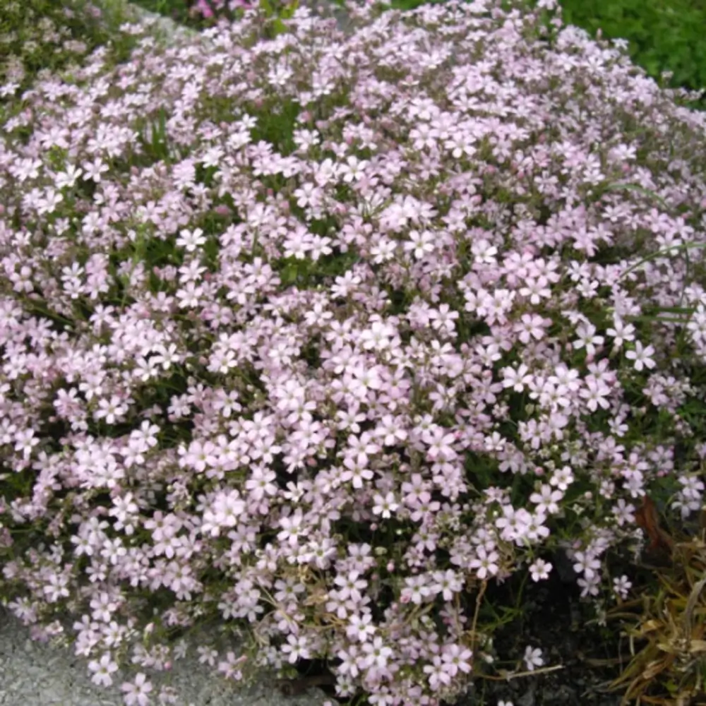 Gypsophilia repens