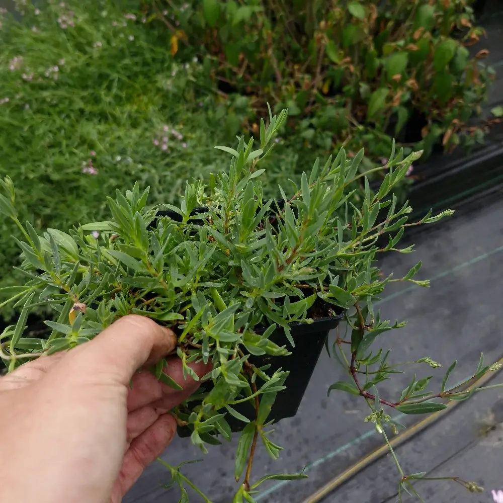 Gypsophilia repens, 1-litre container