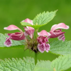 Lamium orvala