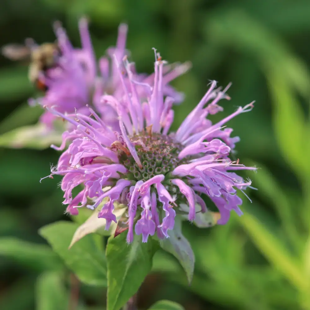 Monarda fistulosa