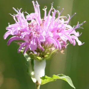 <em>Monarda fistulosa</em> (Wild Bergamot, 1-Litre Plants)