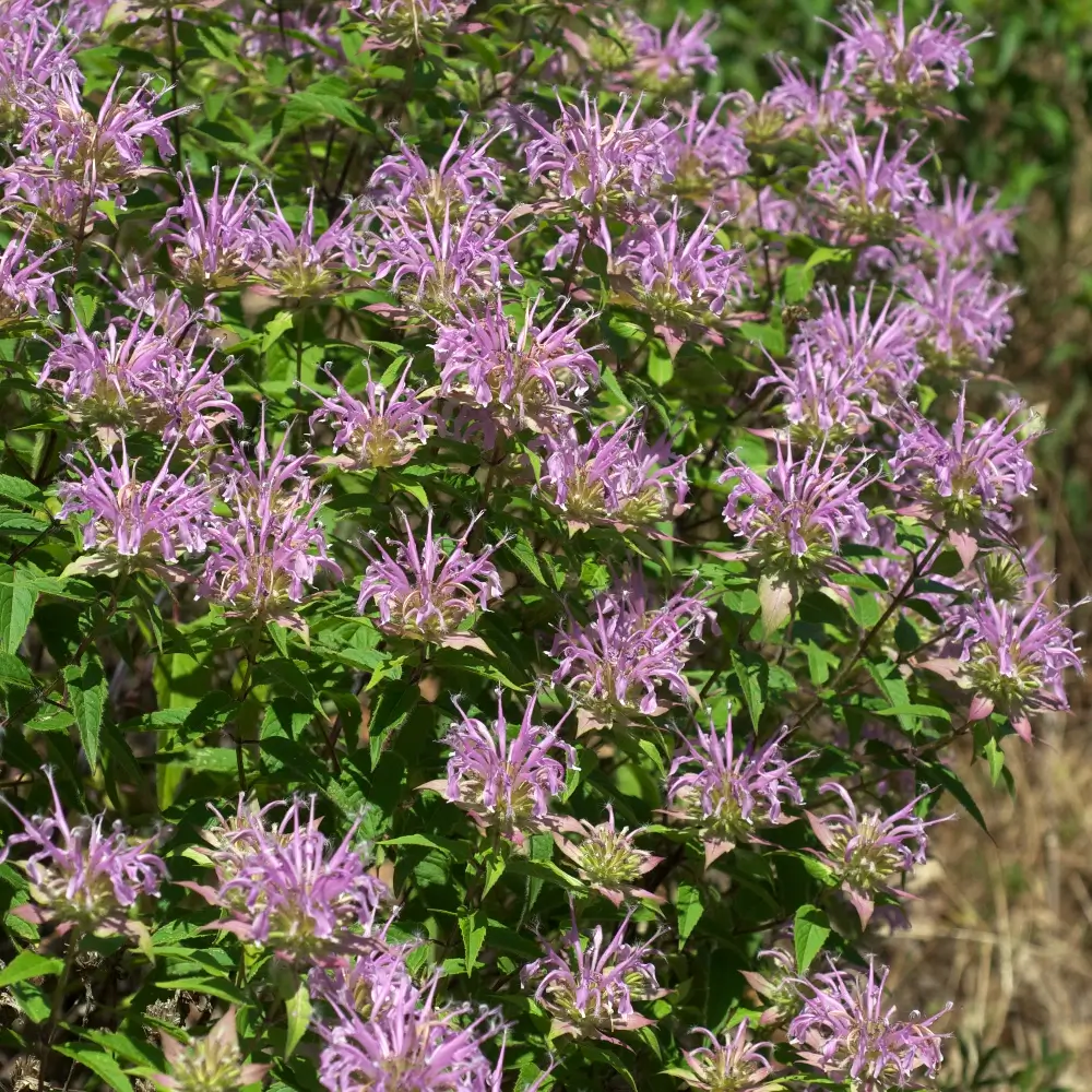 Monarda fistulosa