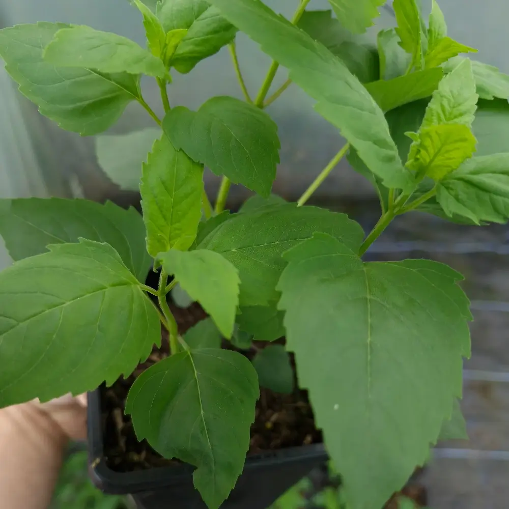 Monarda fistulosa, 1-litre container