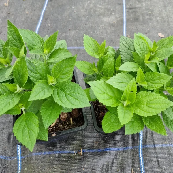 Nepeta subsessilis 'Blue Panther' (Compact Garden Catmint, 2 x 1-Litre ...