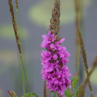 <em>Lythrum salicaria</em> <br>(Purple Loosestrife, 1-Litre Plants)