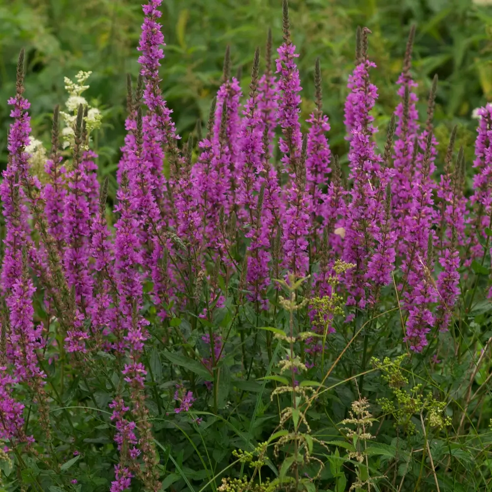 Lythrum salicaria