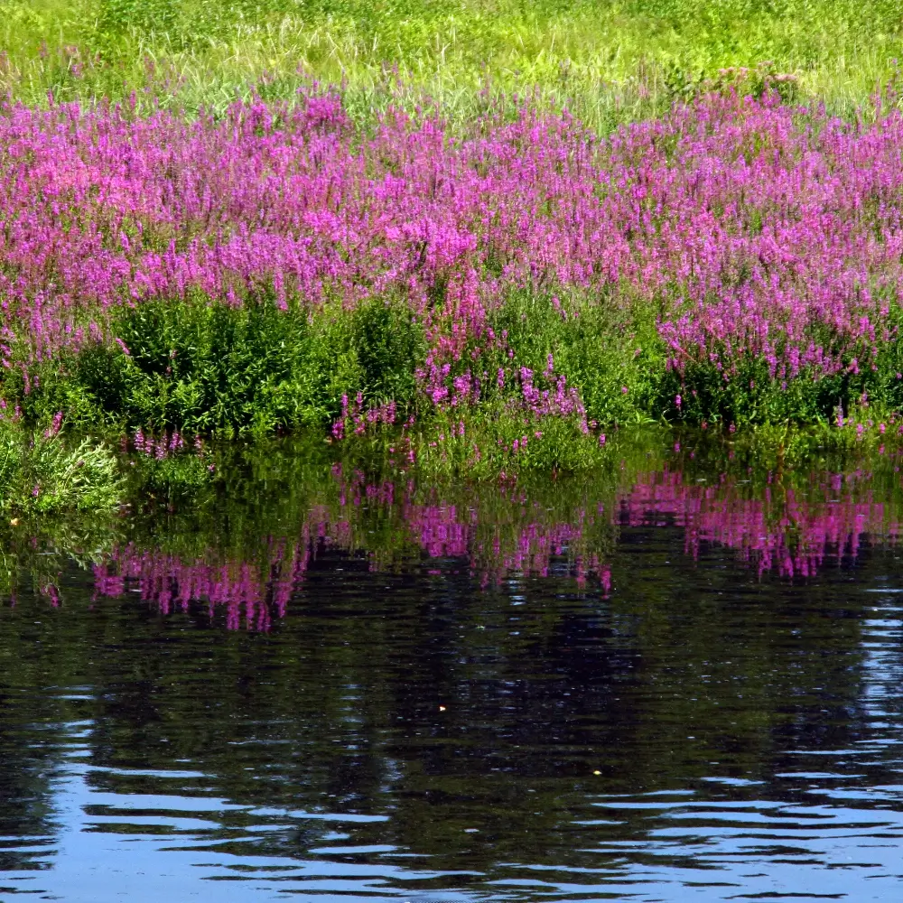 Lythrum salicaria