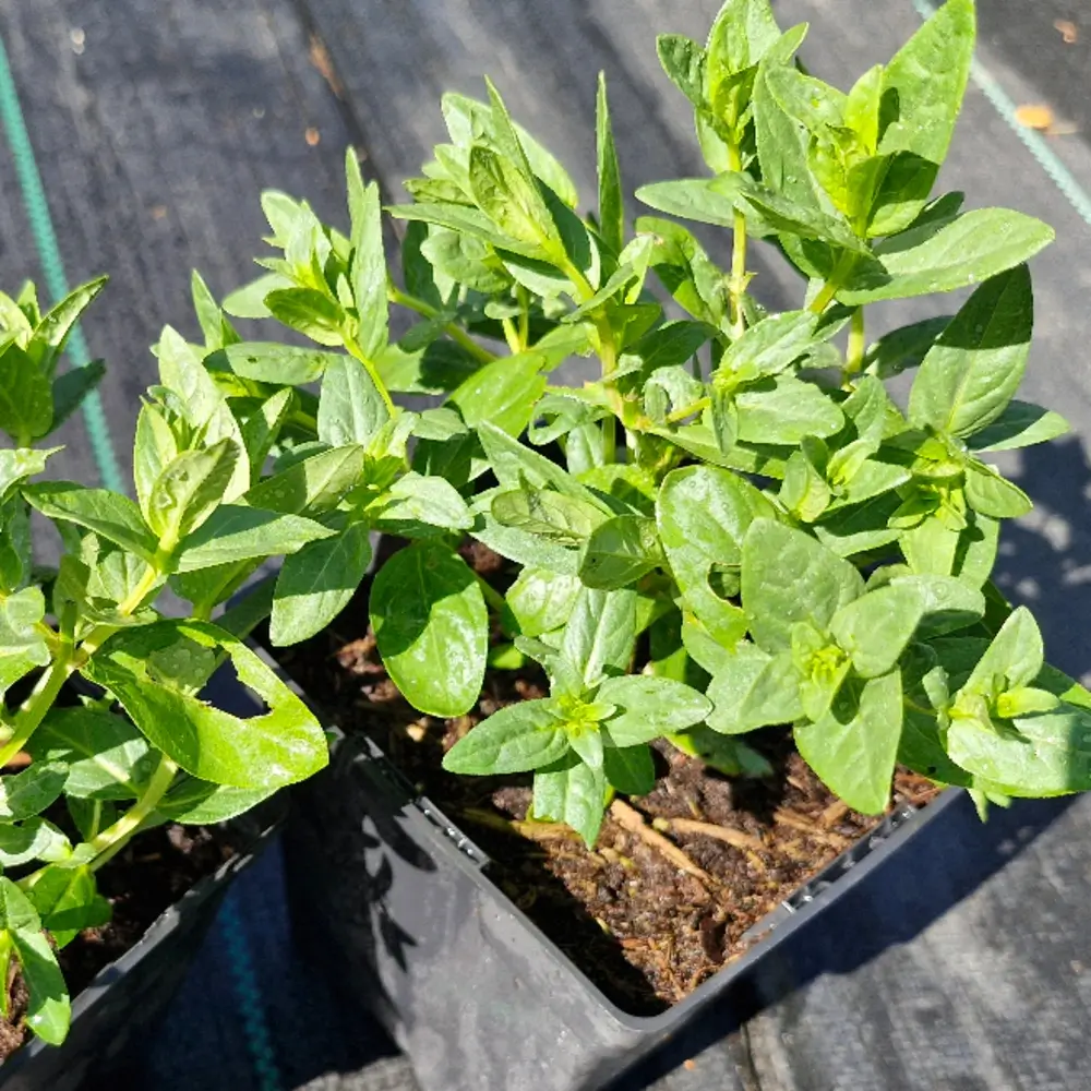 Lythrum salicaria, 1-litre container