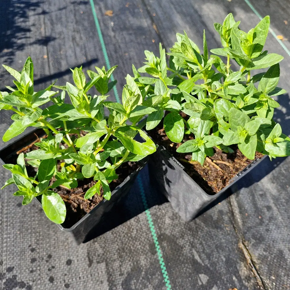 Lythrum salicaria, 1-litre containers