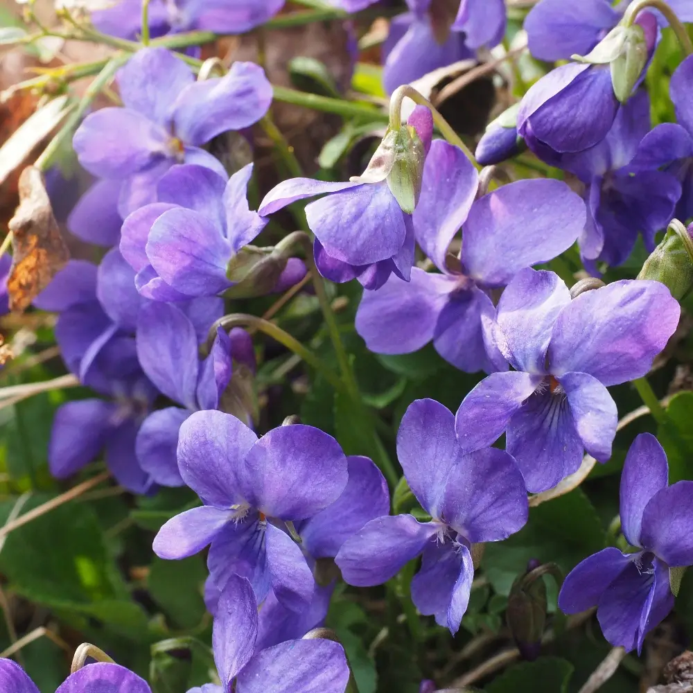 Viola odorata 'Queen Charlotte'
